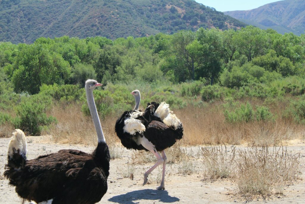 Buellton Ostriches